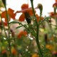 Rain garden